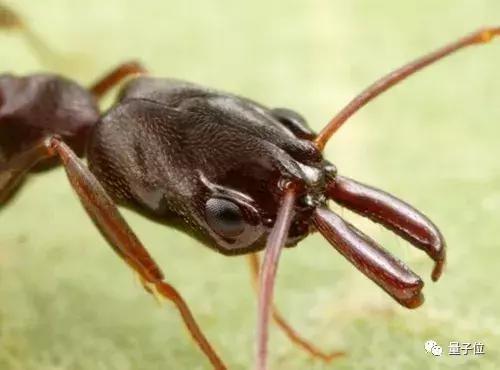仿生蚂蚁机器人面世，分工协力搬重物，跳高跨栏都能行丨Nature